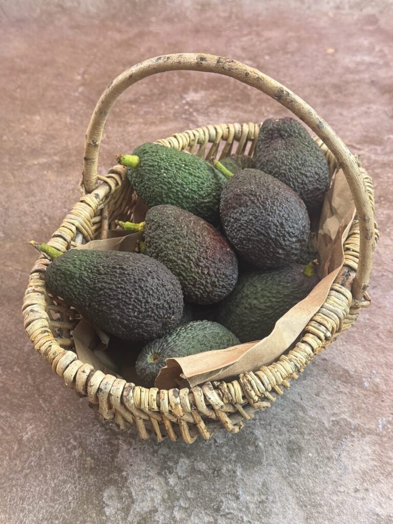 7 deep green bio avocados in a little basket