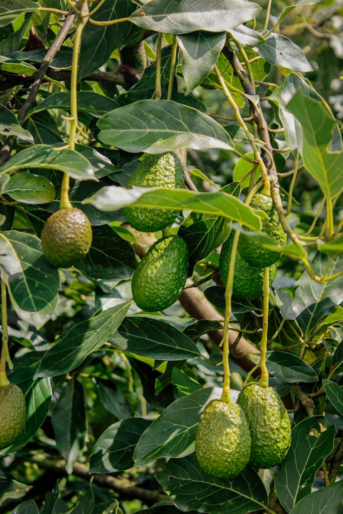 fresh avocados growing on a tree for tomato goat cheese avocado salad