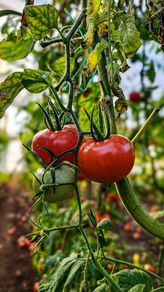 ripe tomatoes growing on the vine for tomato goat cheese avocado salad